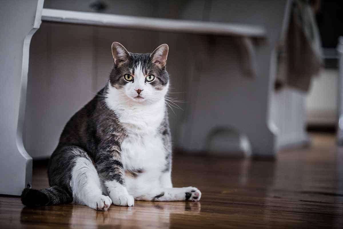 ¿Tienes un Gato con Sobrepeso en Casa? – Razones para Controlar su Peso