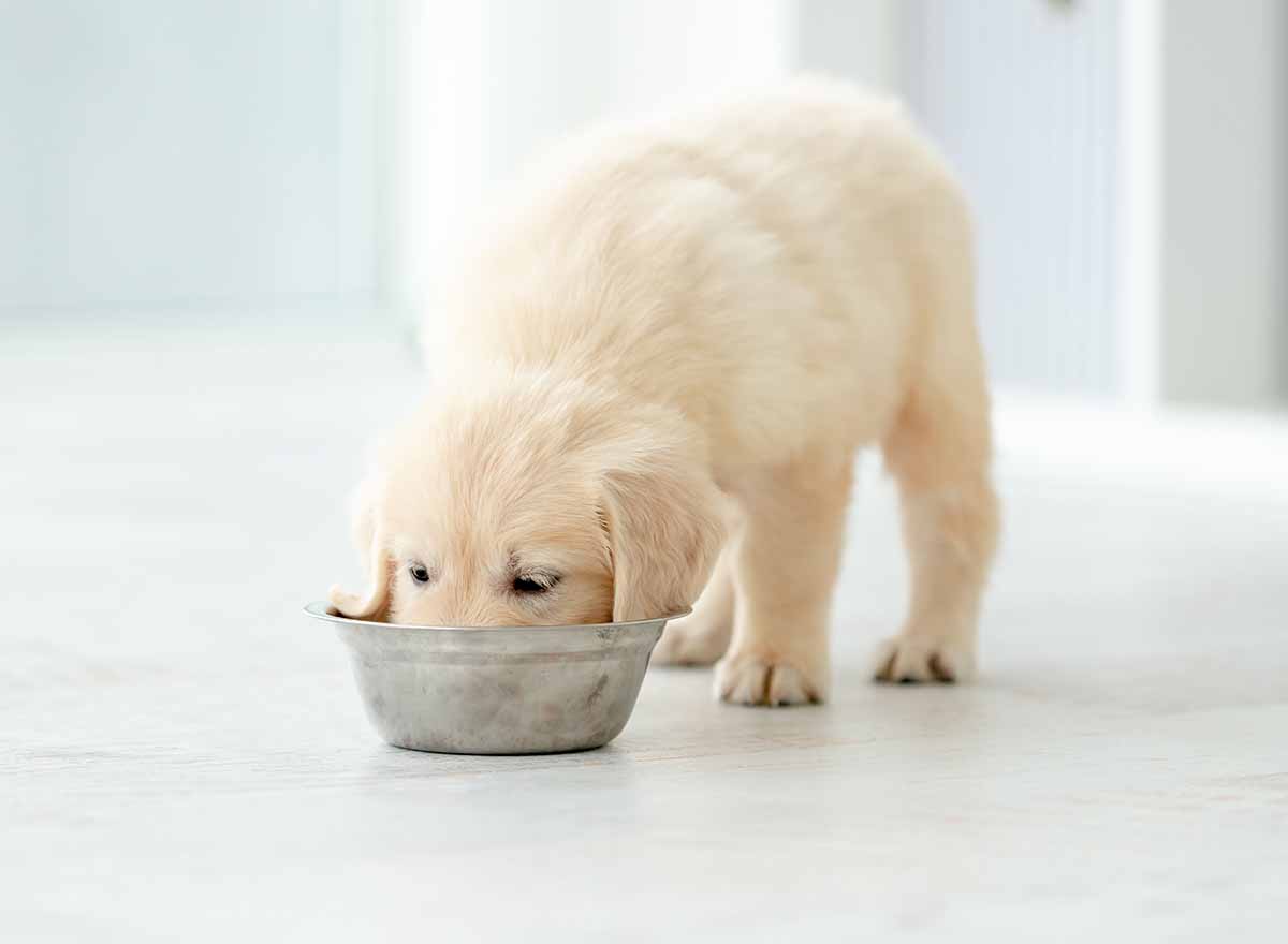 ¿Un cachorro puede comer alimento de adulto?