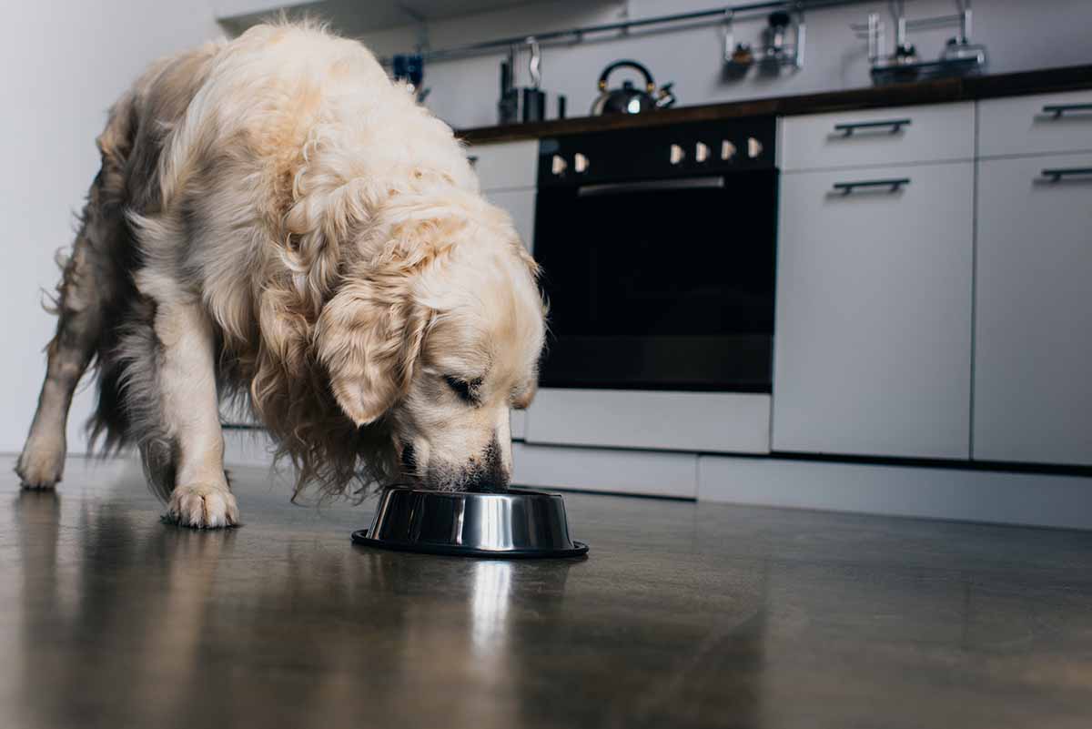 Nutrición de vanguardia: Cómo la dieta balanceada de NUPEC enriquece la vida de tu perro